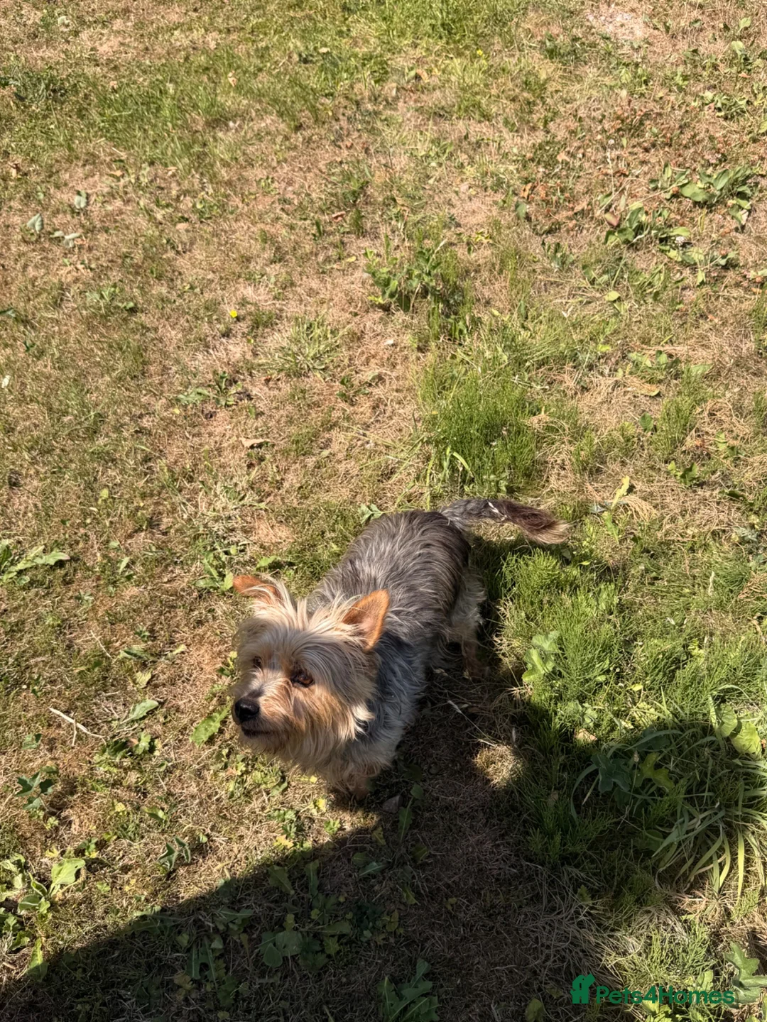 Mixed Breed dogs for sale: Dogs  - Advert 2