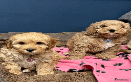 Cavapoochon dogs for sale: Cavapoochon puppies ready for new forever home💕 - Advert 6