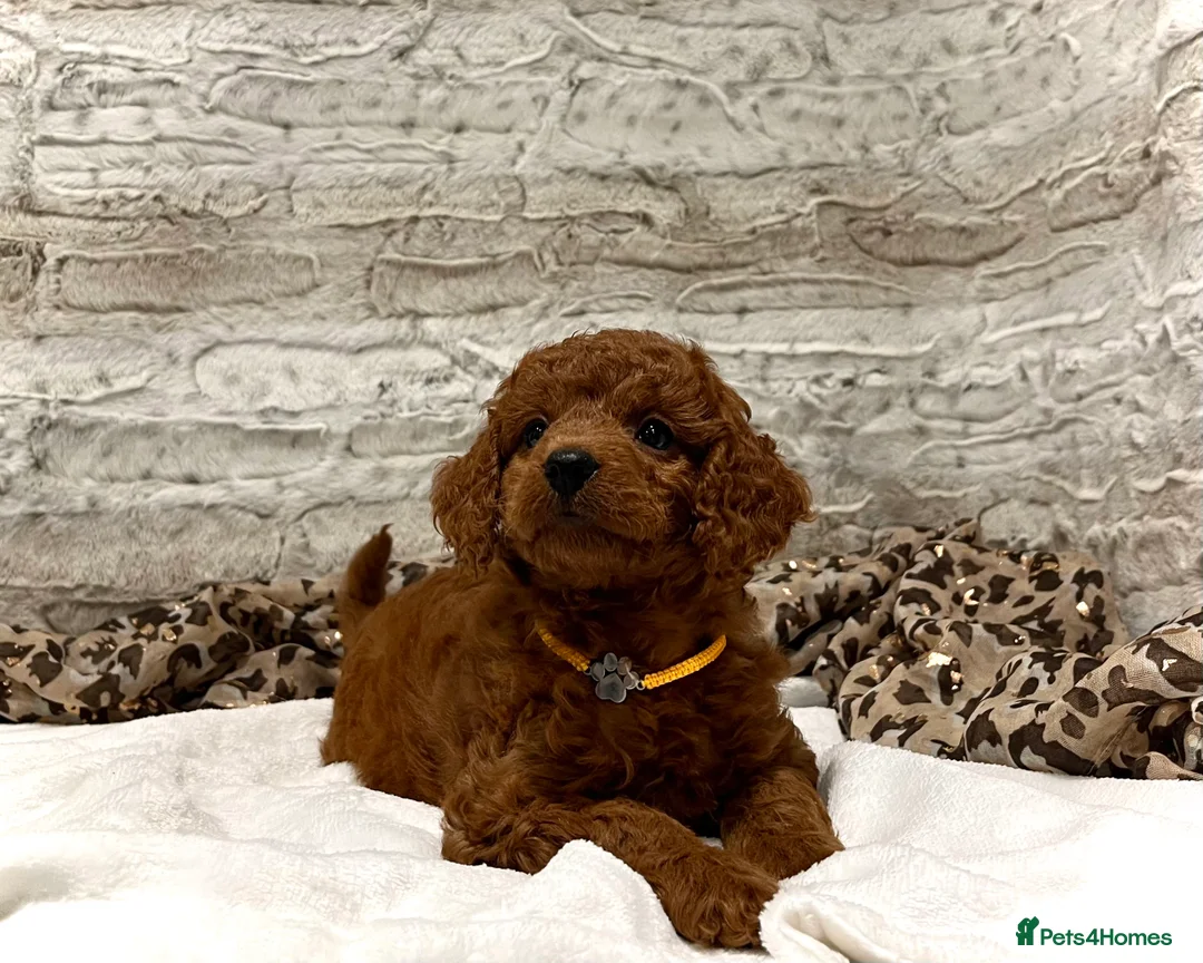 Cockapoo dogs for sale: 🌟Red F1BB Hypoallergenic DNA✅ Mini Show Cockapoos - Advert 8