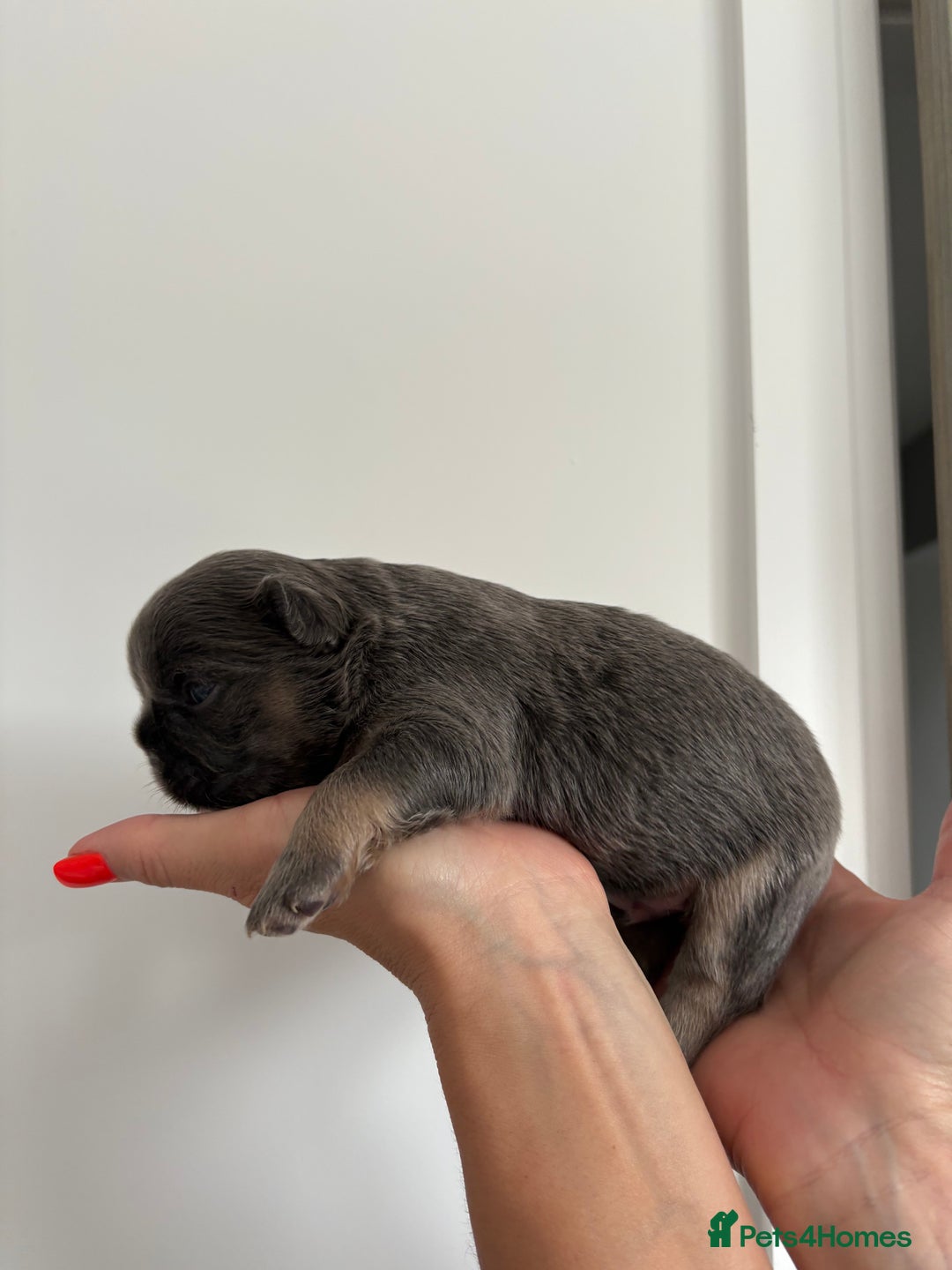 French Bulldog dogs for sale: Fluffy French Bulldog Puppies FOR SALE -  - Image 13
