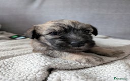 Glen of Imaal Terrier dogs for sale: Glen of Immal - Image 8