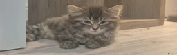 Ragdoll cats for sale: Ragdoll x Tabby Kittens 2 Fluffy & 2 Short-Haired  in Exeter - Advert 13