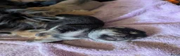 Mixed Breed dogs for sale: Shih Chi X chihuahua Frenchie - Advert 14