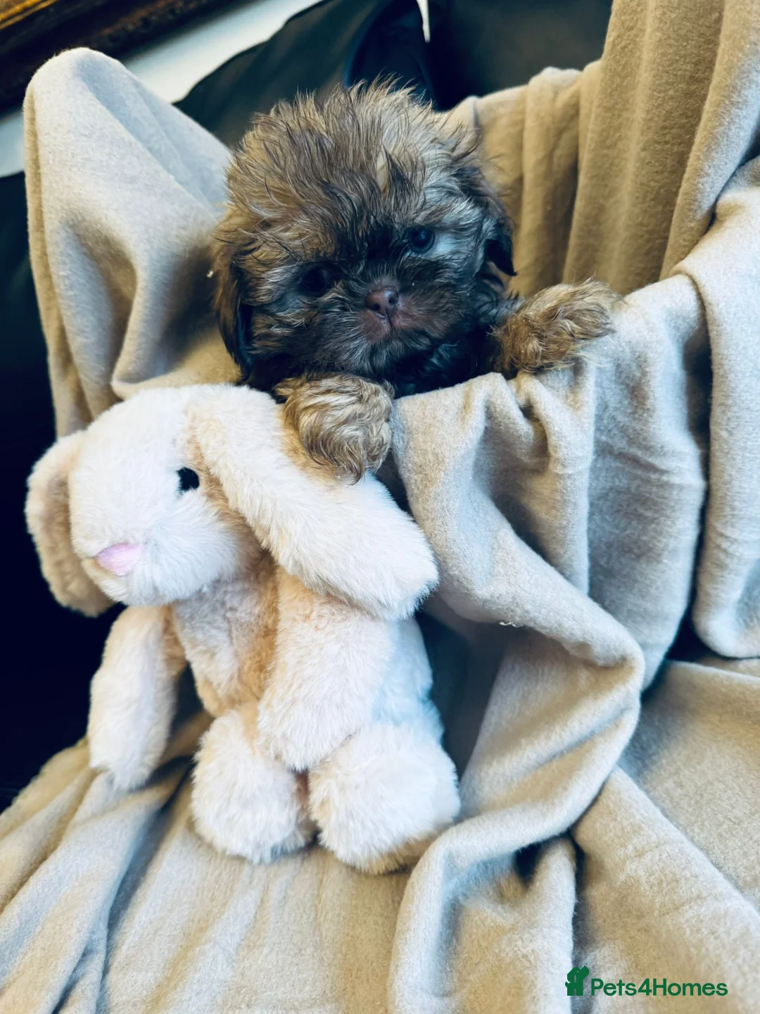 Shih Tzu dogs for sale: Gorgeous, outstanding imperial shih tzu puppies - Advert 2