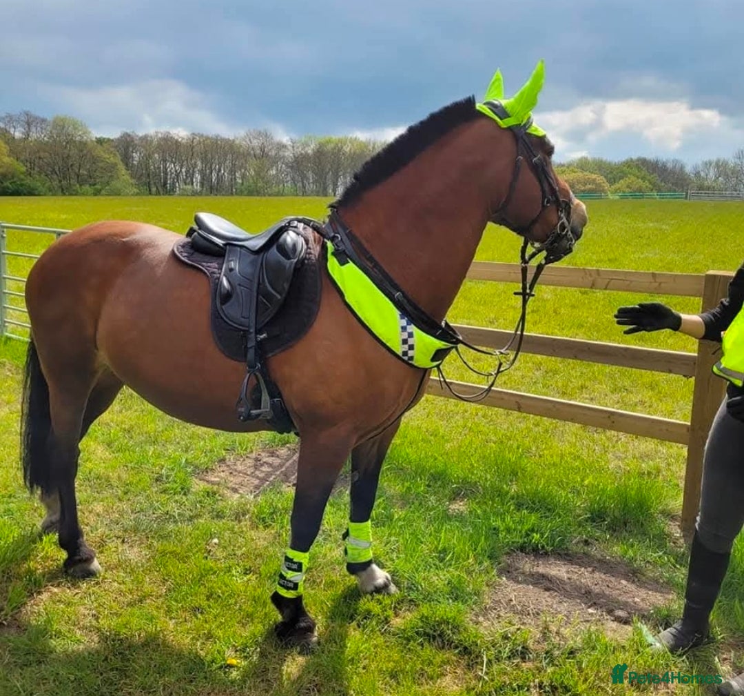 Welsh Section D horses for sale: Welsh D - Advert 7