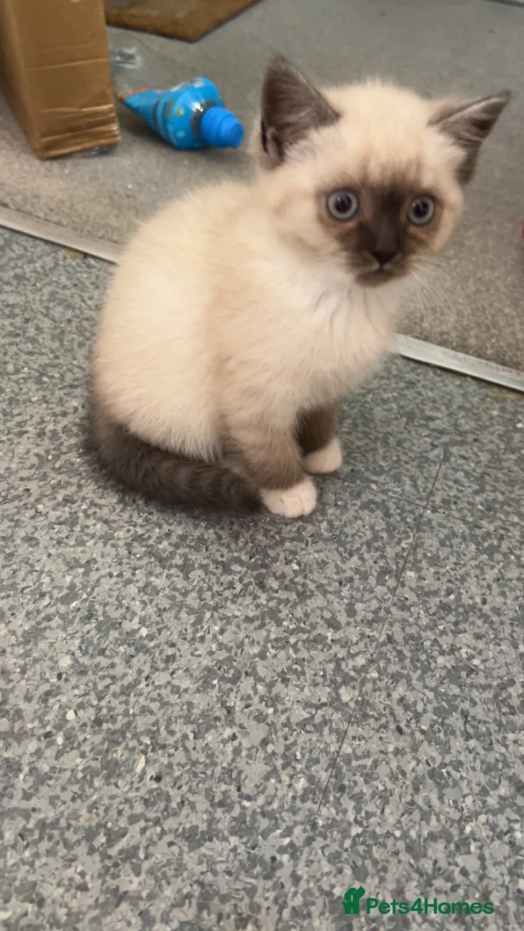 Persian cats for sale: 3 Himalayan X Chinchilla Persian kittens  - Advert 2