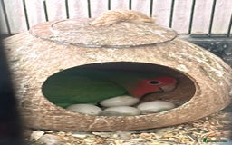 Lovebirds birds for sale: Breeding pair of lovebirds - Image 6