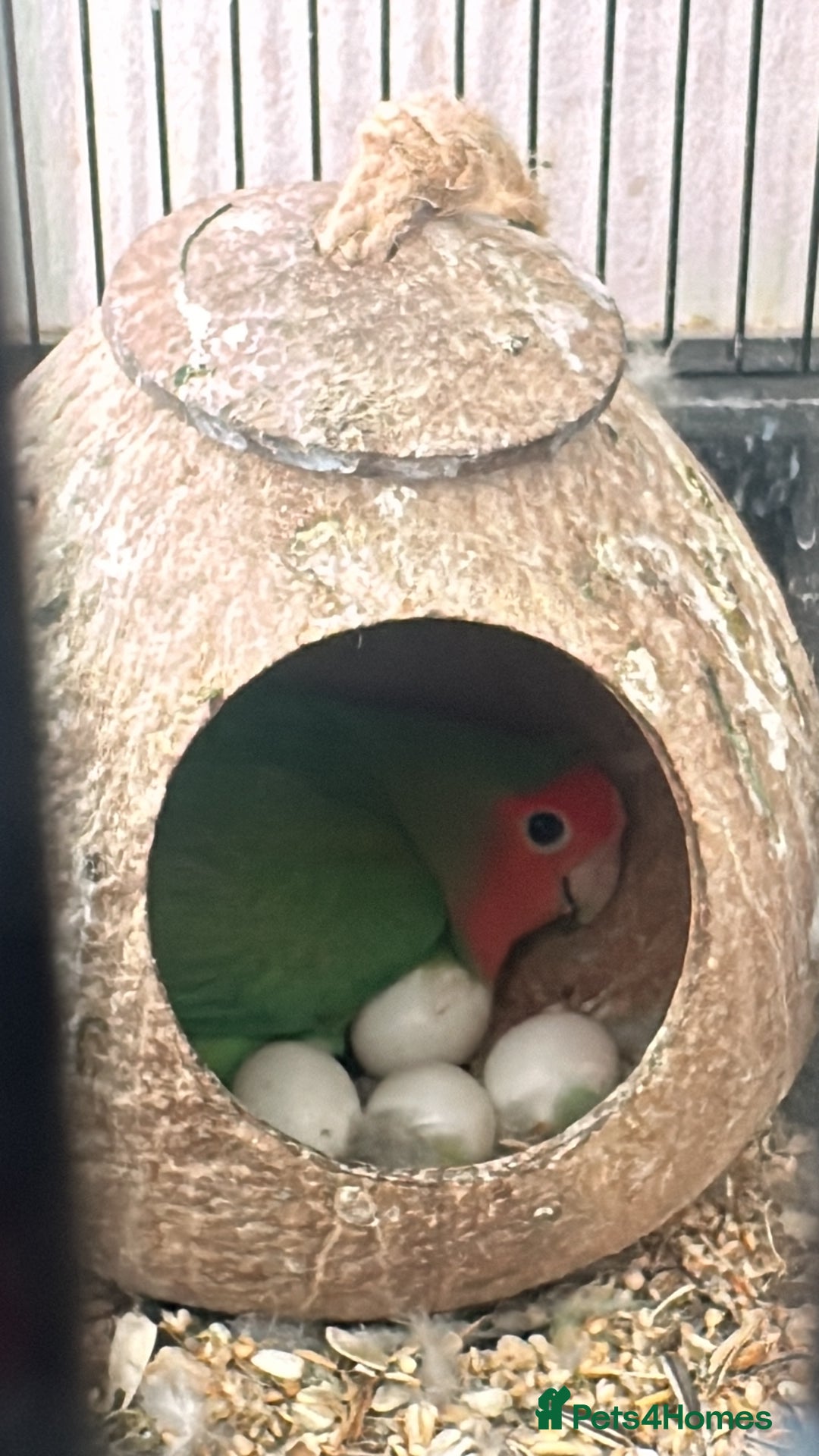Lovebirds birds for sale: Breeding pair of lovebirds - Image 6