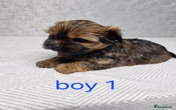 Shorkie dogs for sale:  shorkie puppies  - Advert 1
