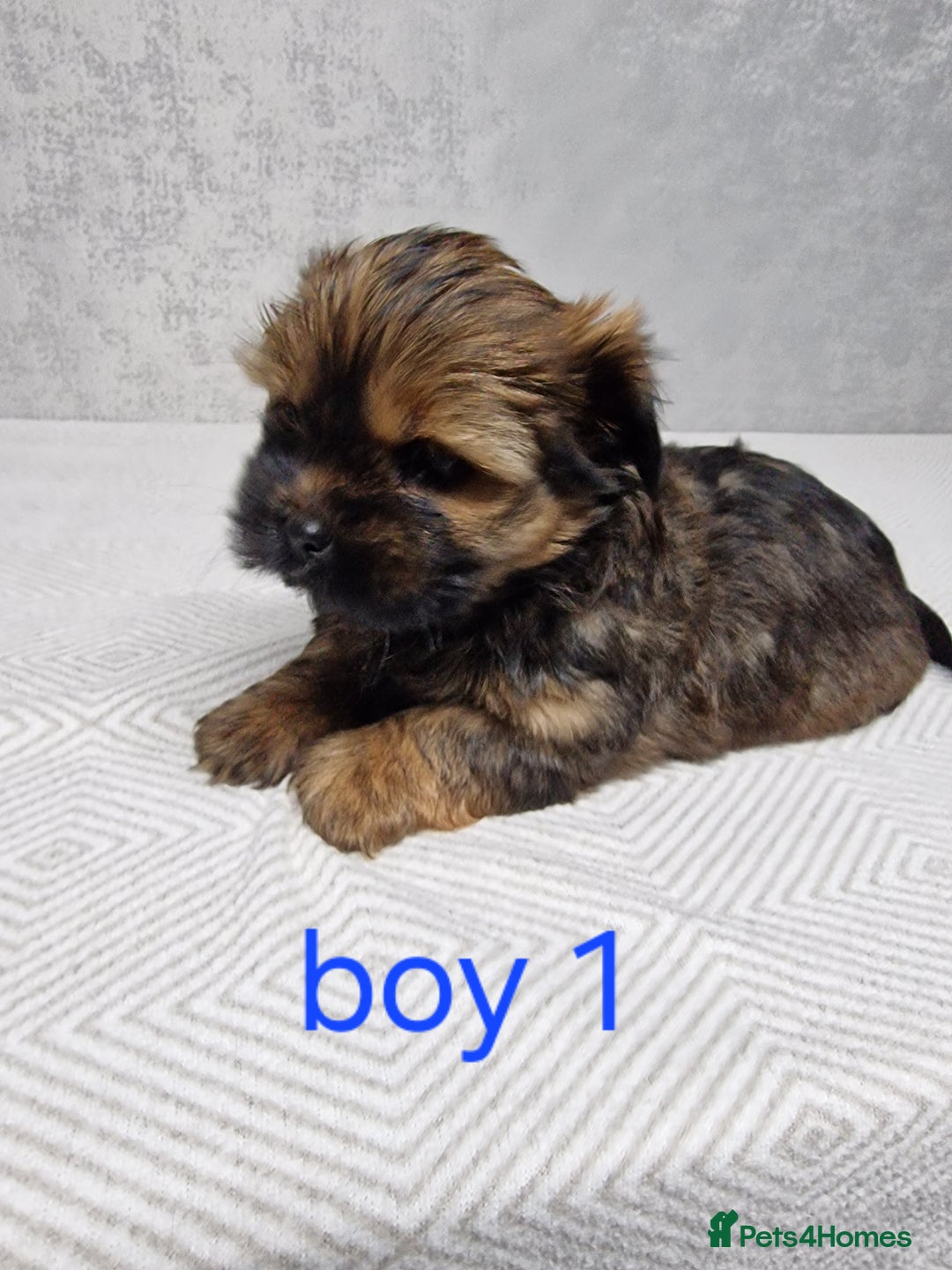 Shorkie dogs for sale:  shorkie puppies  - Advert 1
