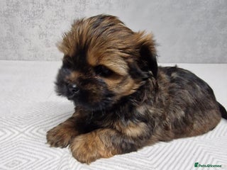 Shorkie dogs shorkie puppies - Advert 3