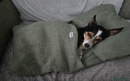 Mixed Breed dogs for sale: 8 year old jack/chihuahua  - Image 1