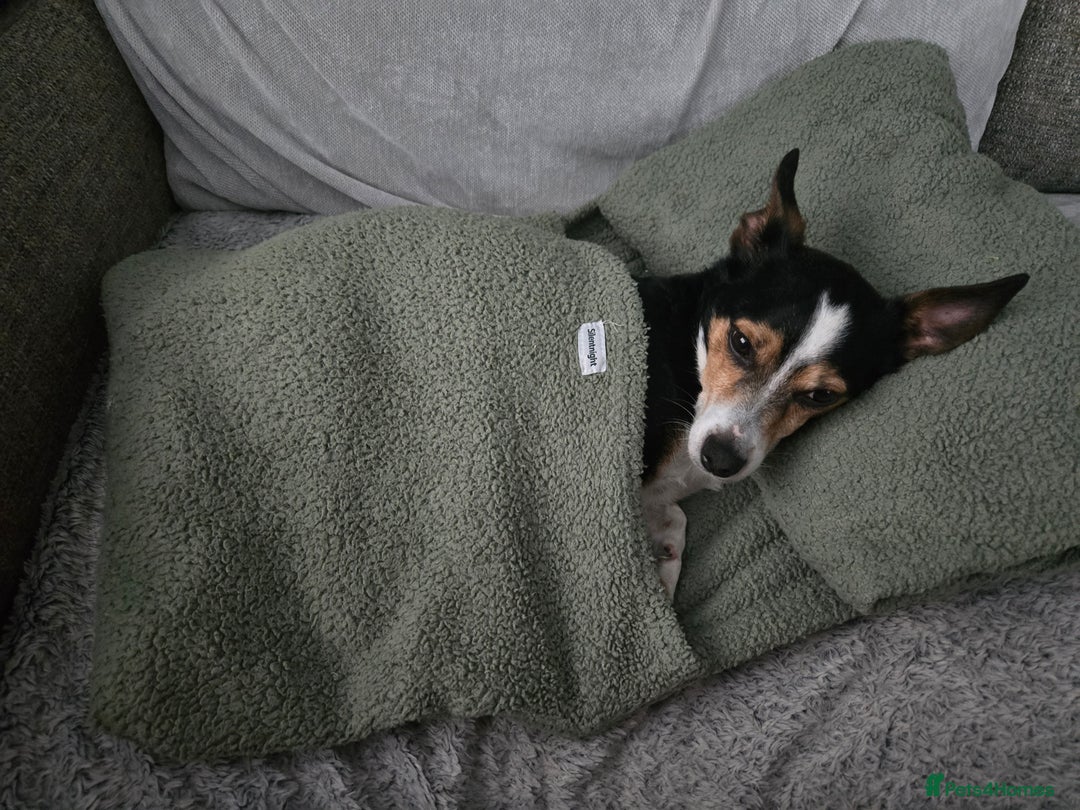 Mixed Breed dogs for sale: 8 year old jack/chihuahua  - Image 1
