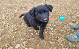 Mixed Breed dogs for sale: Shollie pup - Image 2