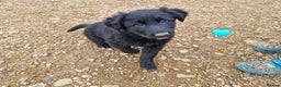 Mixed Breed dogs for sale: Shollie pup - Advert 2