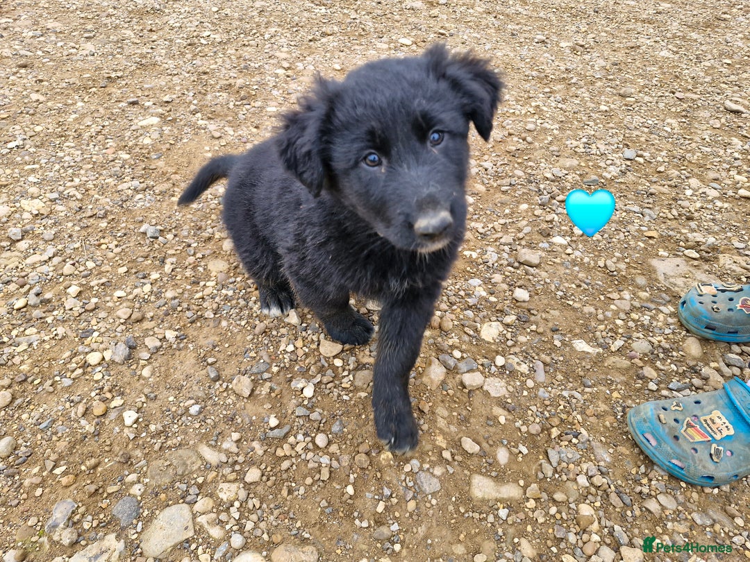 Mixed Breed dogs for sale: Shollie pup - Image 2