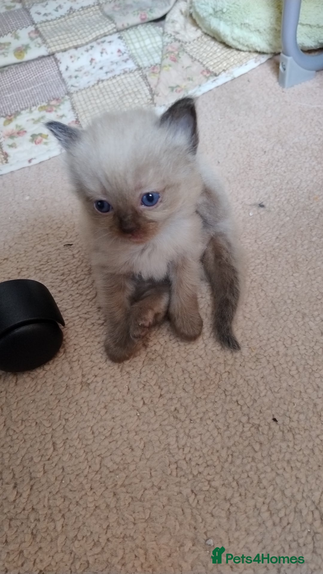 Ragdoll cats for sale: Pure bred Ragdolls looking for loving homes - Image 8