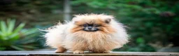 Pomeranian dogs for stud: Outstanding  kc Small Compact Orange Stud Boy in Pontefract - Advert 1