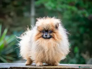 Pomeranian dogs Outstanding kc Small Compact Orange Stud Boy in Pontefract - Advert 18