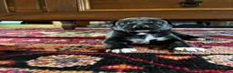 Mixed Breed dogs for sale: Rhodesian Ridgeback X Canaan Dog Puppies  - Advert 5