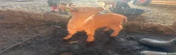 Goats livestock for sale: Royal Golden Guernsey Goats - Advert 5