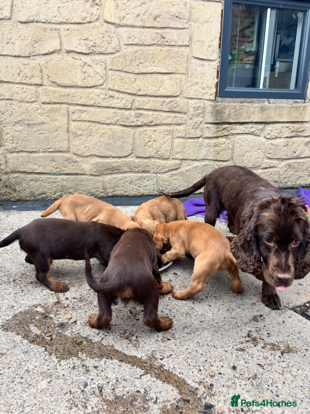 Cocker Spaniel dogs for sale: Cocker spaniel puppies - Advert 2
