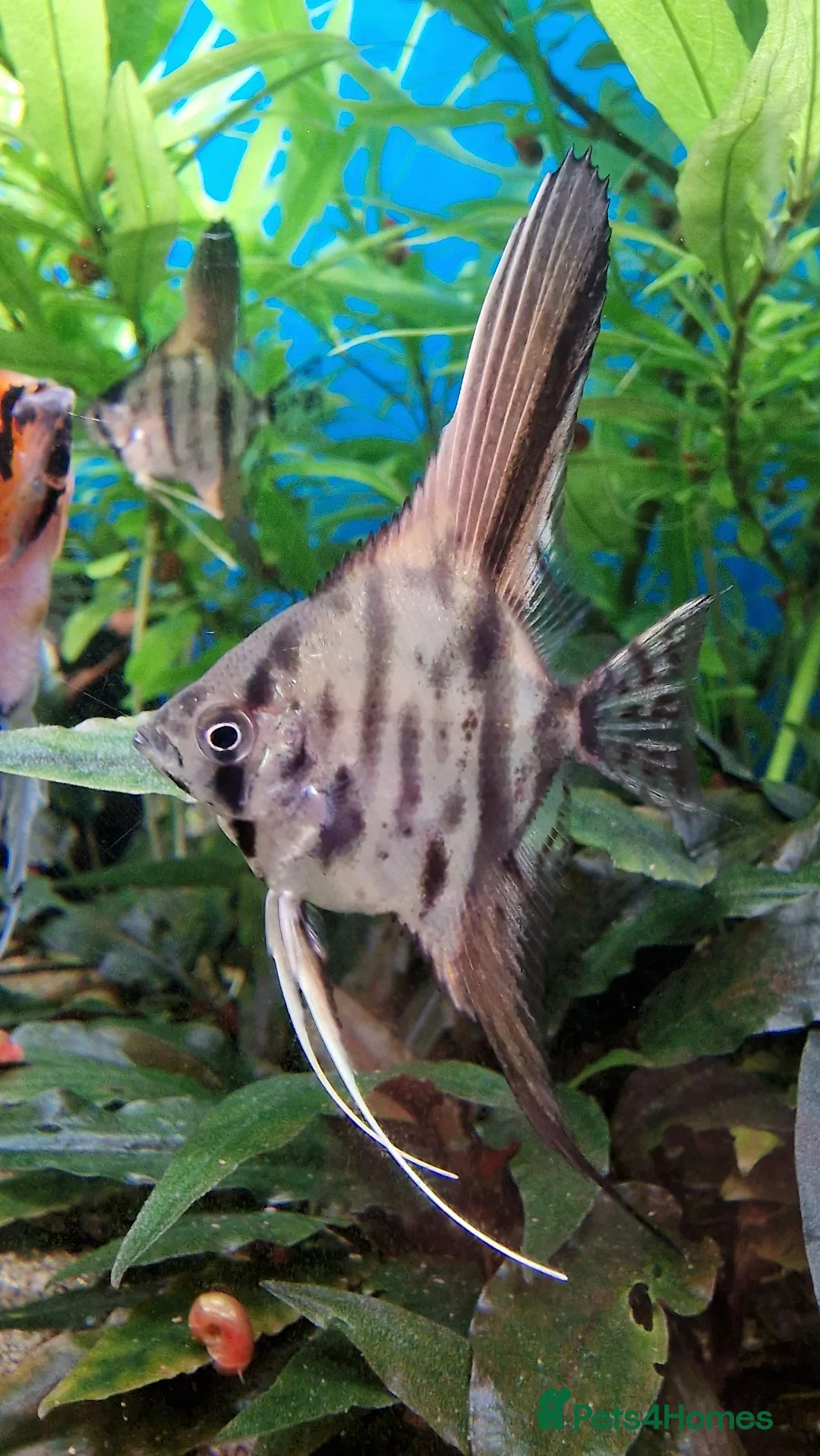 Angelfish fish for sale: Koi & Golden Marble Angelfish - Advert 2