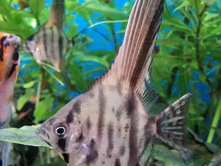 Angelfish fish Koi & Golden Marble Angelfish - Advert 14