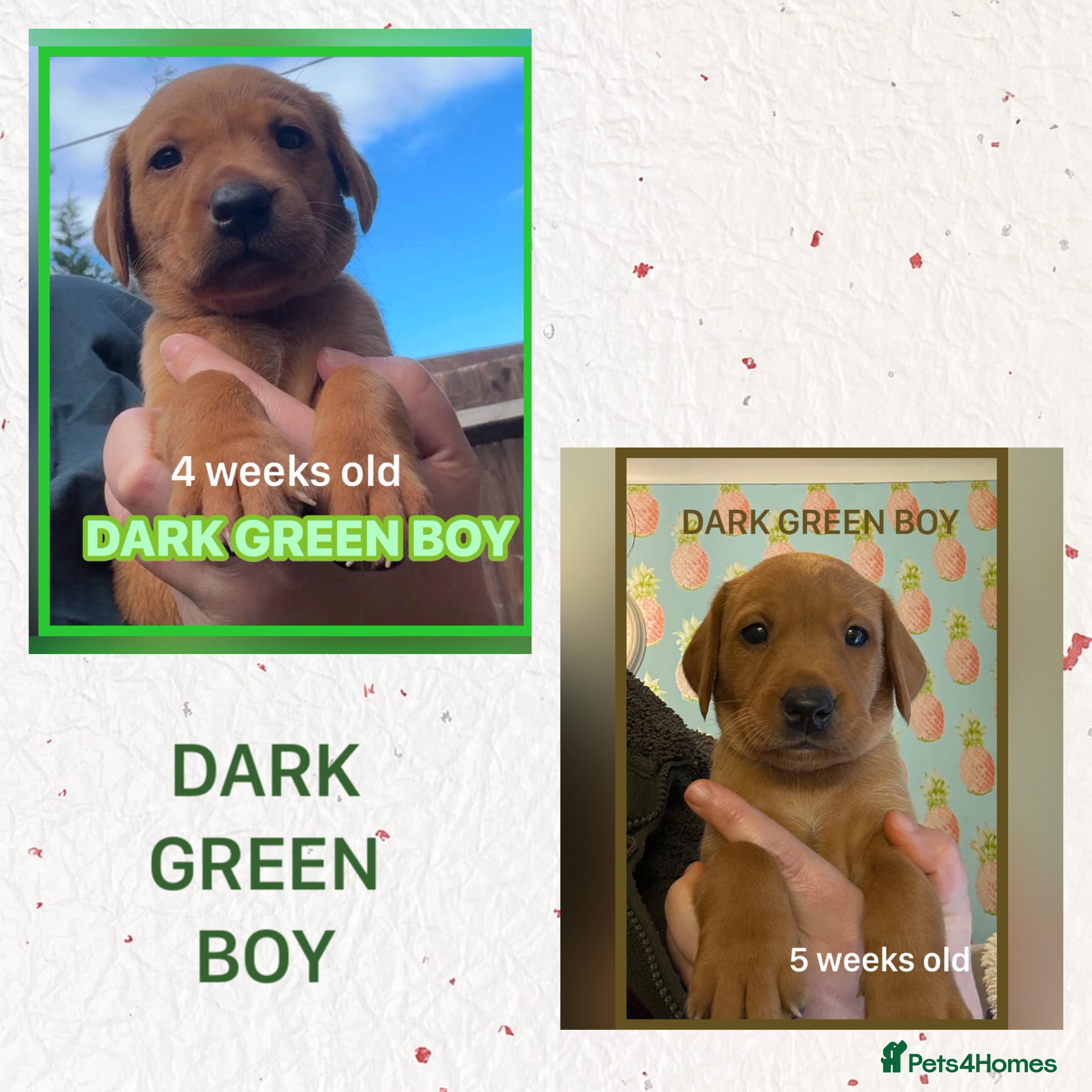 Labrador Retriever dogs for sale: Fox red Labrador puppies  - Advert 2