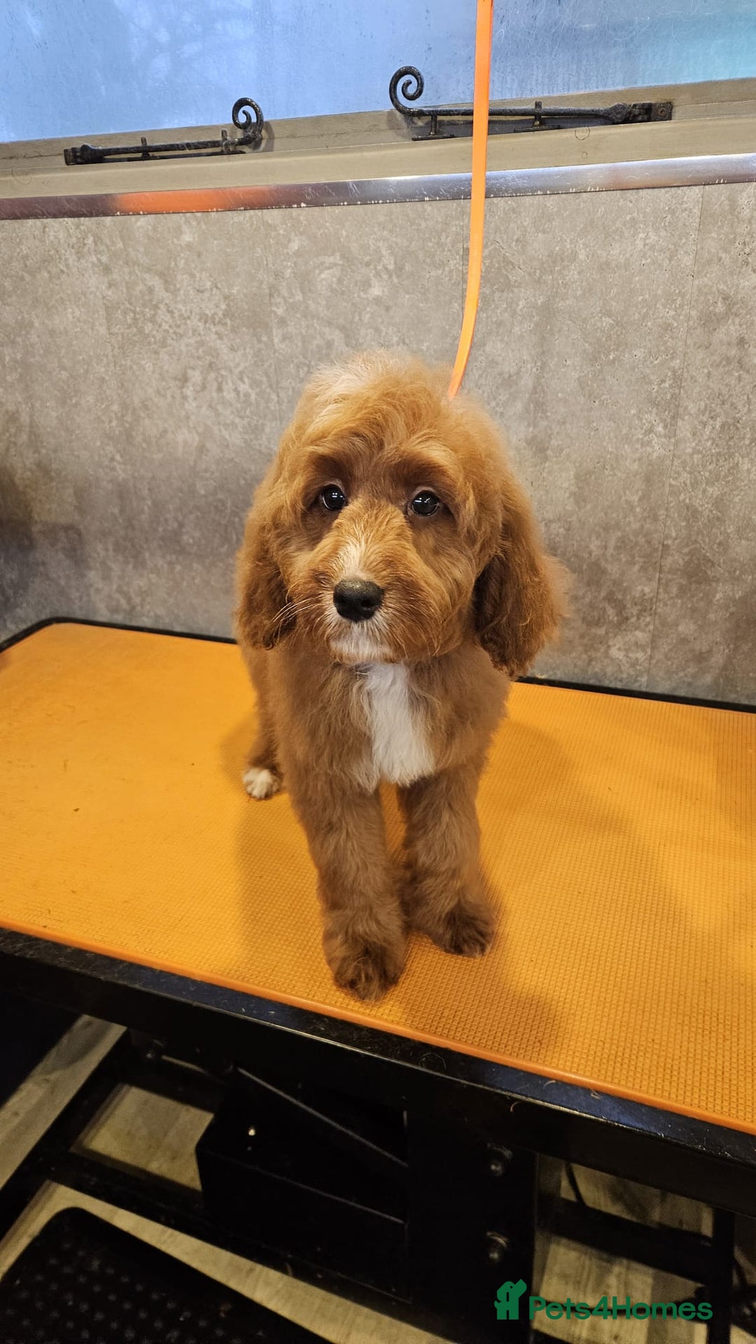 Irish Doodle dogs for sale: Irish red and white setter x moyen poodle - Advert 2