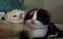 Persian cats for sale: Perfect little 3/4 Persian kittens 🐱  - Advert 4