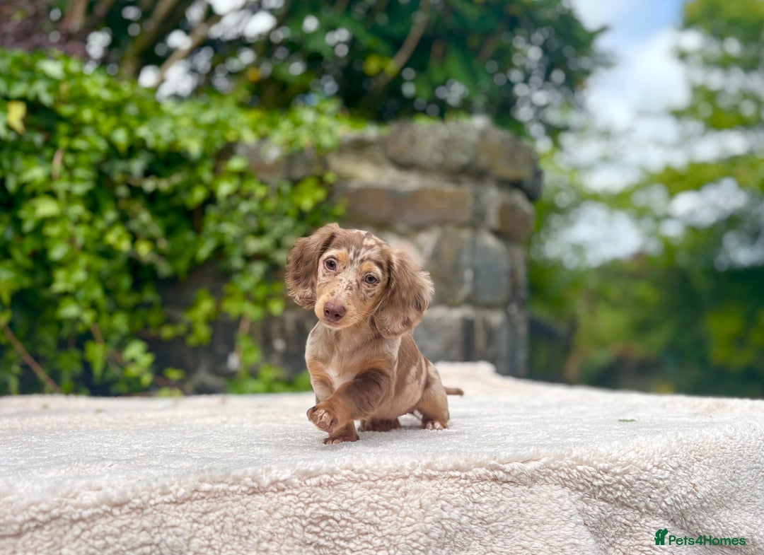Miniature Dachshund dogs for sale: Long Haired Miniature Dachshunds - READY NOW!! - Image 9
