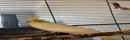 Cockatiels birds for sale: 2 female cockatiels in Gravesend - Advert 3
