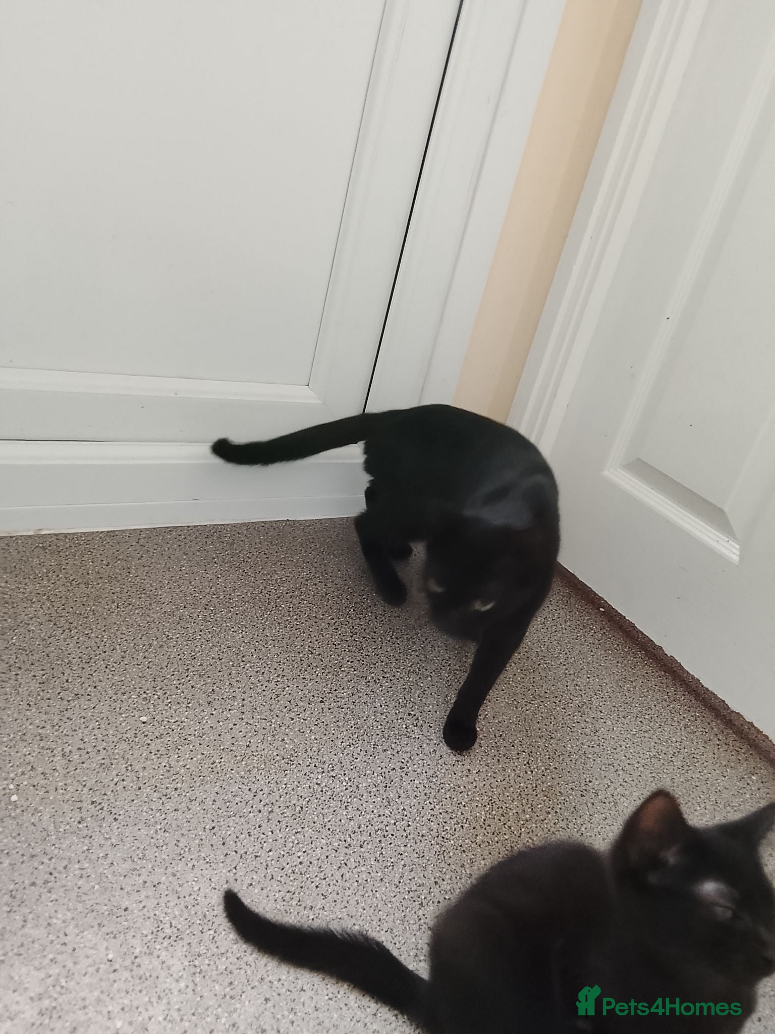 Mixed Breed cats Black Kittens looking 4 forever home - Advert 2
