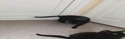 Mixed Breed cats for sale: Black Kittens looking 4 forever home in Enfield - Advert 1
