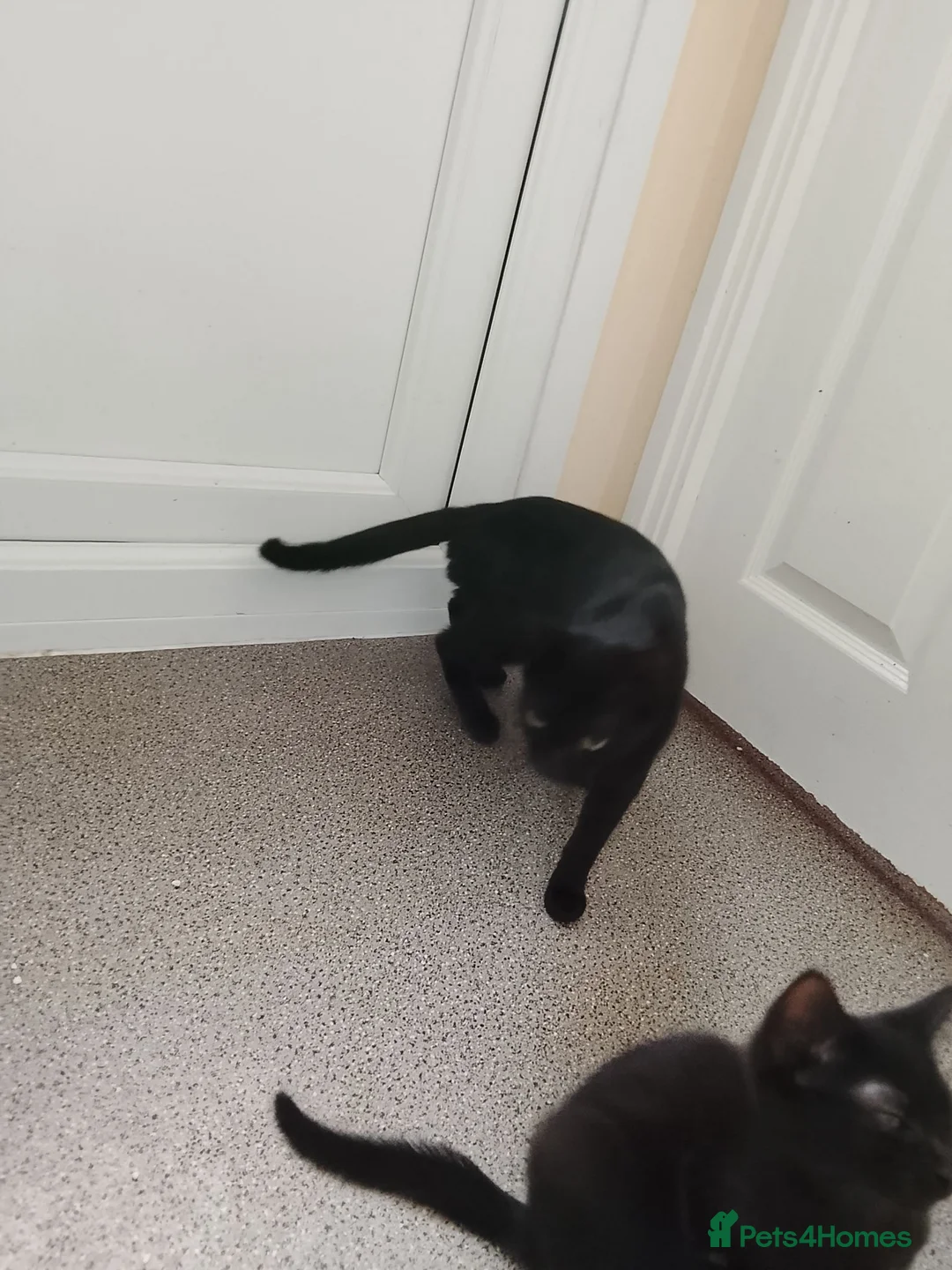 Mixed Breed cats for sale: Black Kittens looking 4 forever home in Enfield - Advert 1