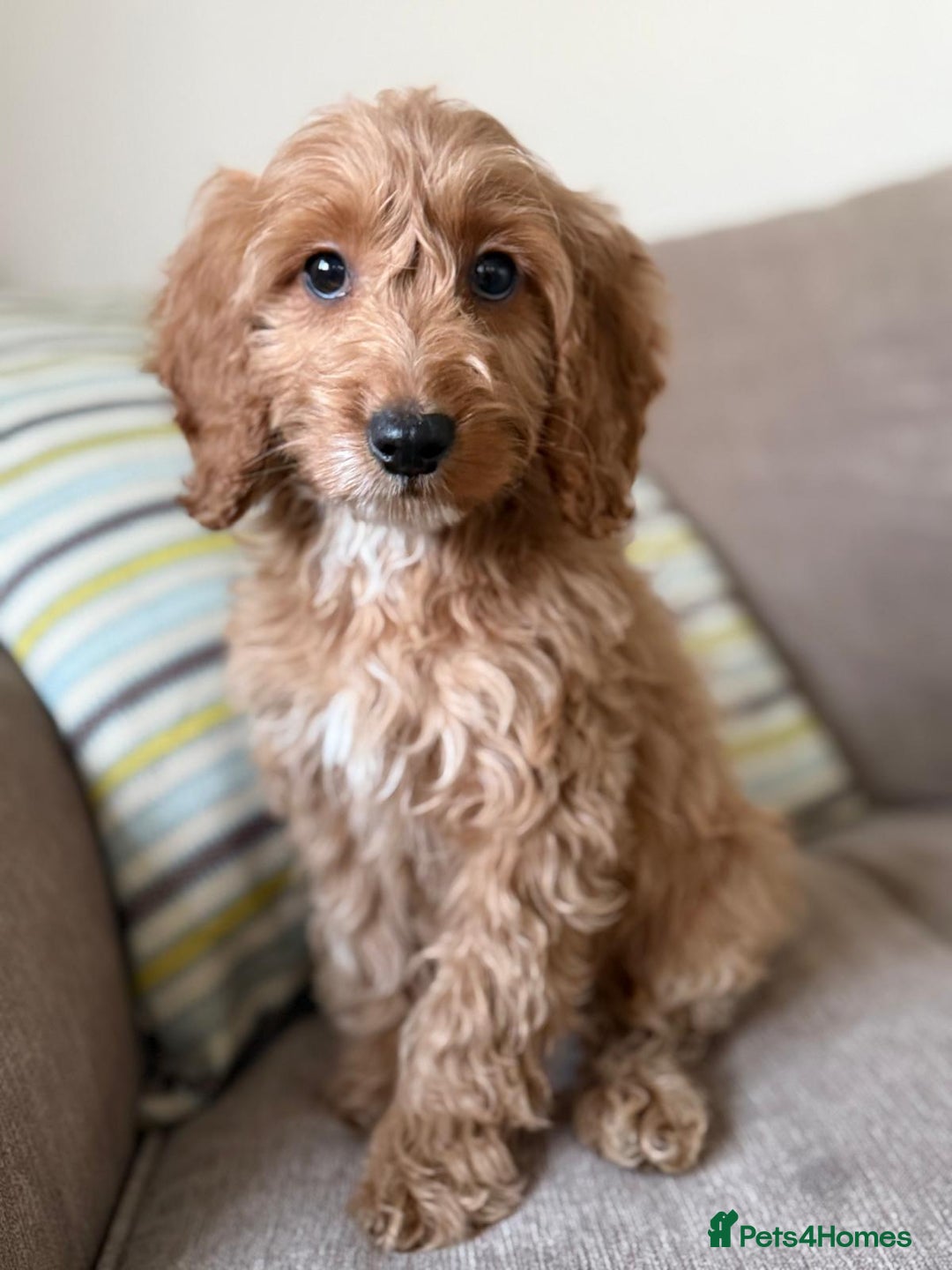 Cockapoo dogs for sale: F1 mixed coloured Cockapoo puppies - Advert 17