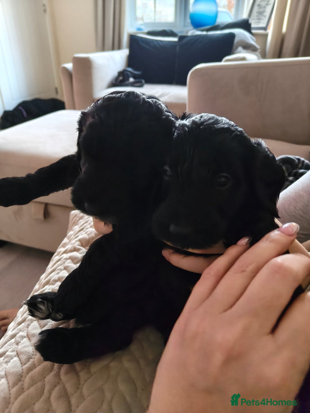 Cockapoo dogs for sale: F1b Cockapoo Puppies Last 3 Available – Ready Now. - Advert 13