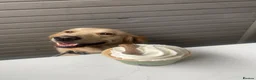 Golden Retriever dogs for sale: Golden retriever puppies  - Advert 21