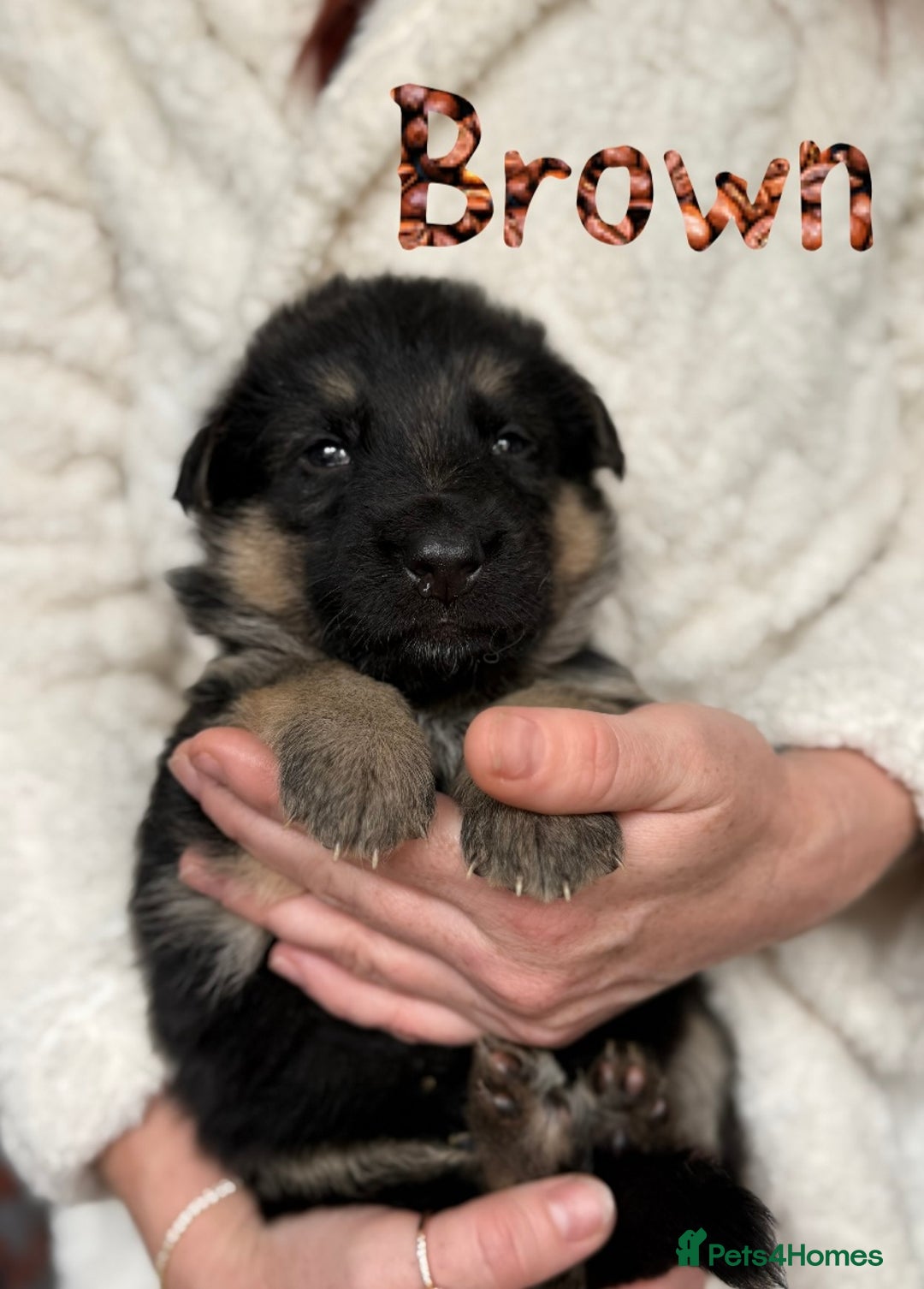 German Shepherd dogs for sale: Beautiful German Shepherd puppies  - Advert 8