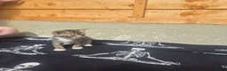 Mixed Breed cats for sale: Stunning bengal/maine coon mixed breed - Advert 8