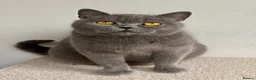 British Shorthair cats for sale: Stunning British Shorthair Blue Kittens - Advert 1
