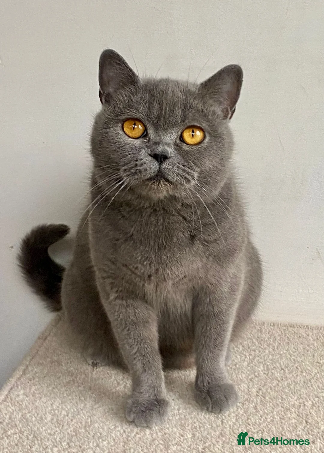 British Shorthair cats for sale: Stunning British Shorthair Blue Kittens - Advert 1