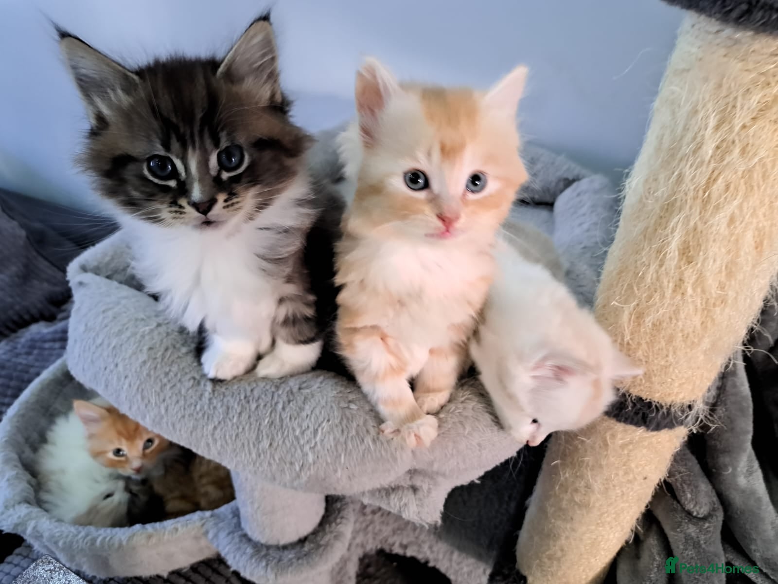 Maine Coon cats Beautiful main coon kittens ready for a new home. - Advert 3