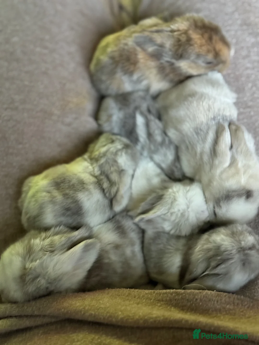 Mini Lop rabbits for sale: Please meet our gorgeous mini lops  - Advert 2