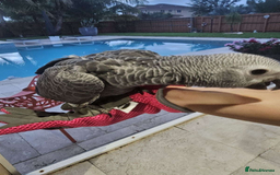 Parrots birds for sale: Super Tamed Baby African Grey Parrots available  - Image 3
