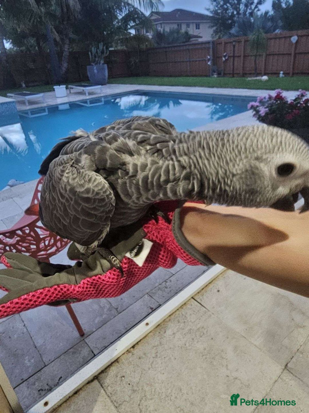 Parrots birds for sale: Super Tamed Baby African Grey Parrots available  - Image 3