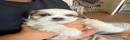 Lhasa Apso dogs for sale: Beautiful kc reg Lhasa apso pups  - Advert 13