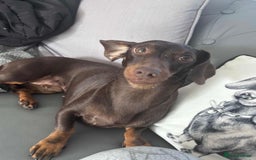 Chiweenie dogs for sale: Dachshund x chihuahua puppies  - Image 1