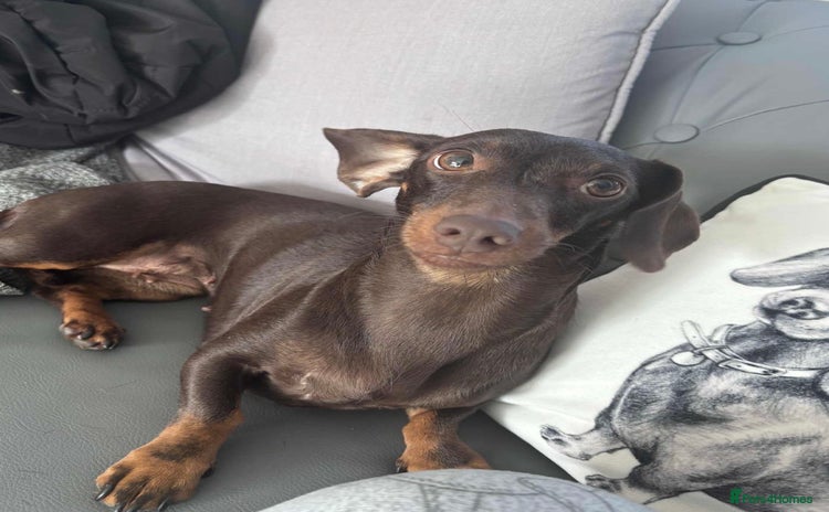 Chiweenie dogs - Advert 1